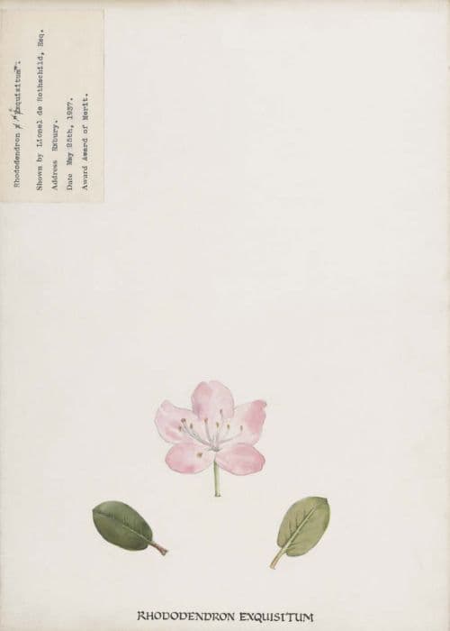 Rhododendron 'Exquisitum'
