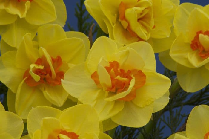 daffodil 'Beauvallon'