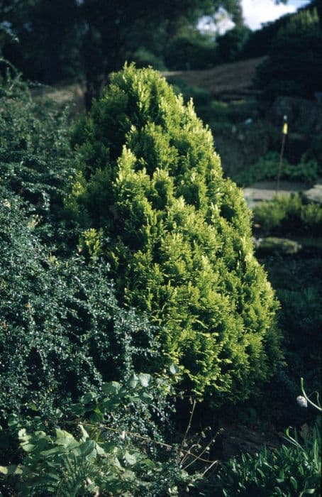 Lawson's cypress 'Minima Aurea'