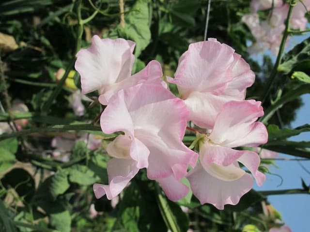 Sweet pea 'Jacqueline Heather'