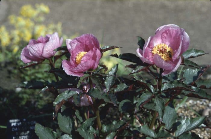 Majorcan peony