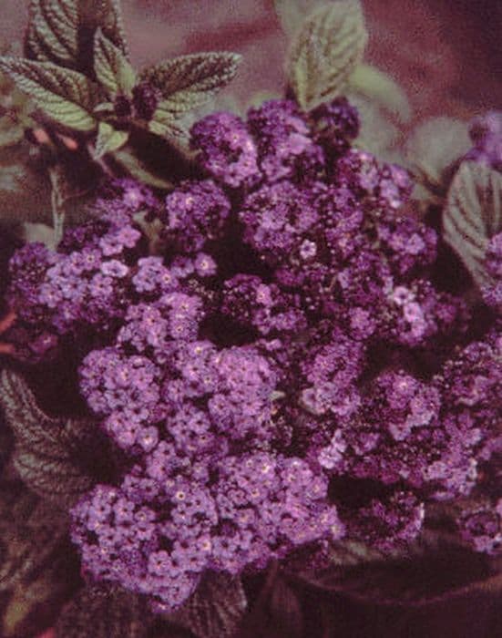 heliotrope 'Princess Marina'