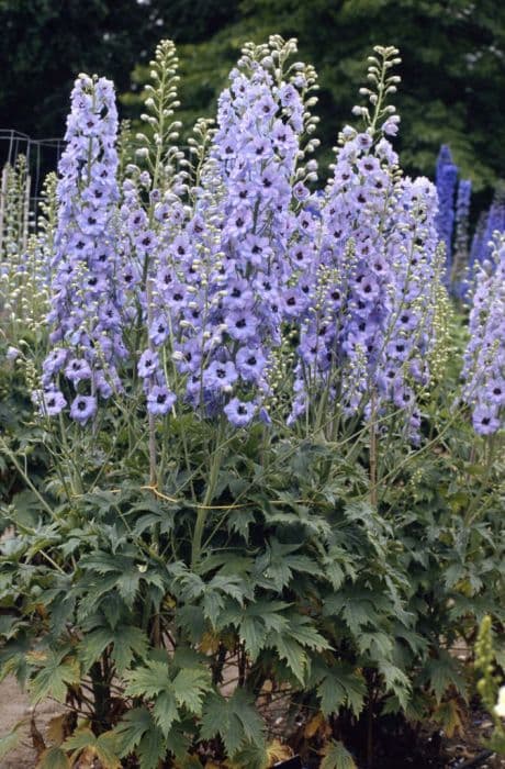 delphinium 'Oliver'