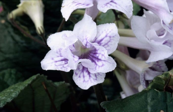 Cape primrose 'Chorus Line'