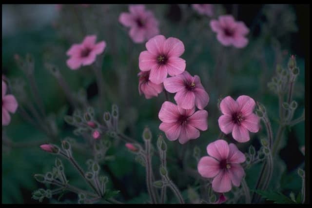 Giant herb robert