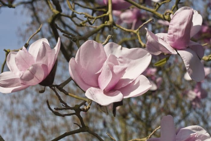 magnolia 'Charles Raffill'