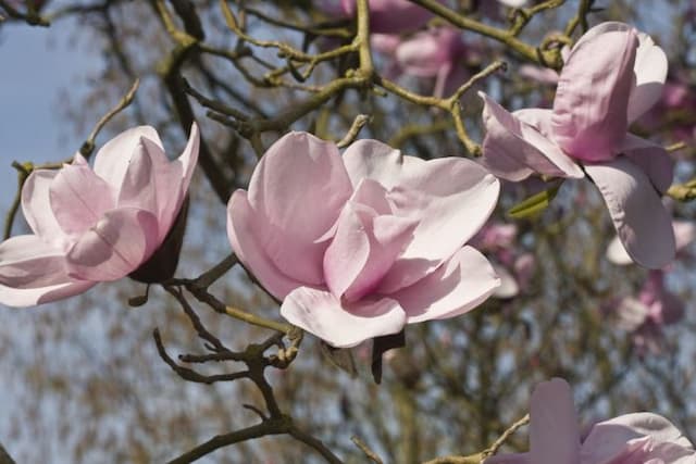 Magnolia 'Charles Raffill'