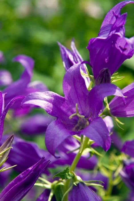 milky bellflower 'Macrantha'