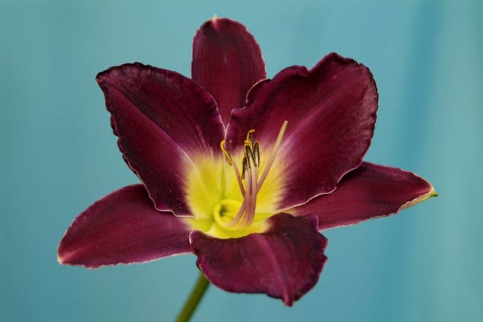 daylily 'Strutter's Ball'