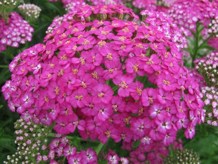 yarrow 'Pretty Belinda'