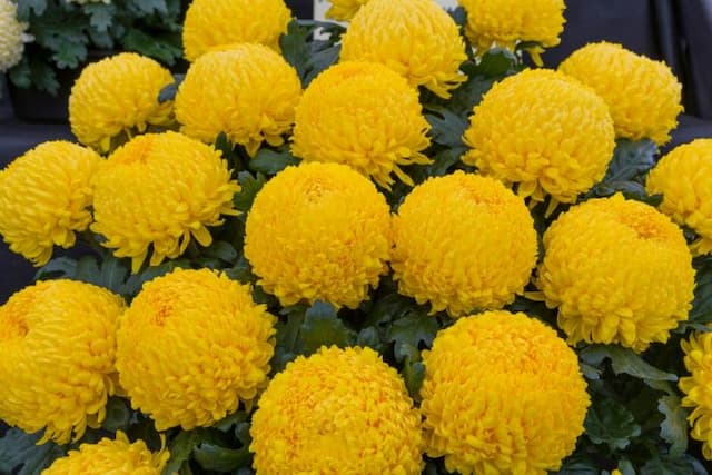 Chrysanthemum 'Misty Golden'