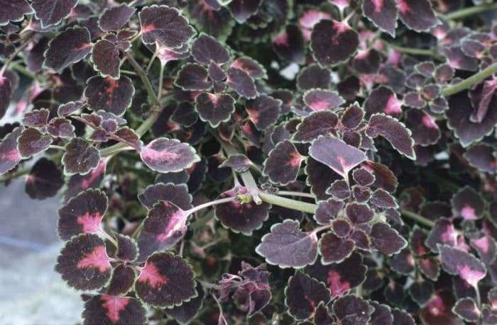 coleus 'Picturatus'