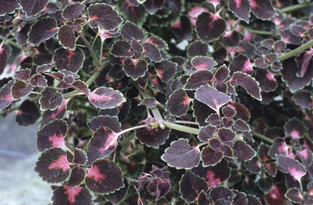 Coleus 'Picturatus'