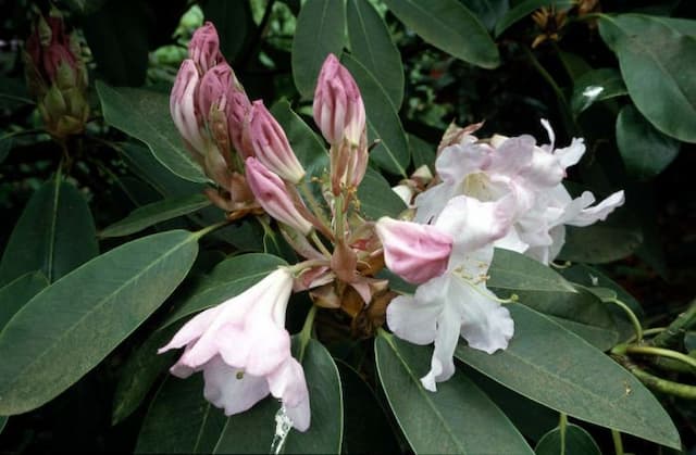 Rhododendron 'Loderi Pink Topaz'