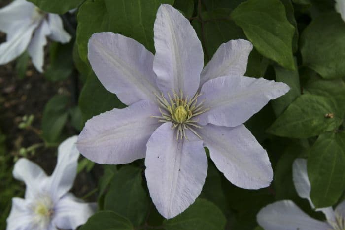 clematis 'Silver Moon'