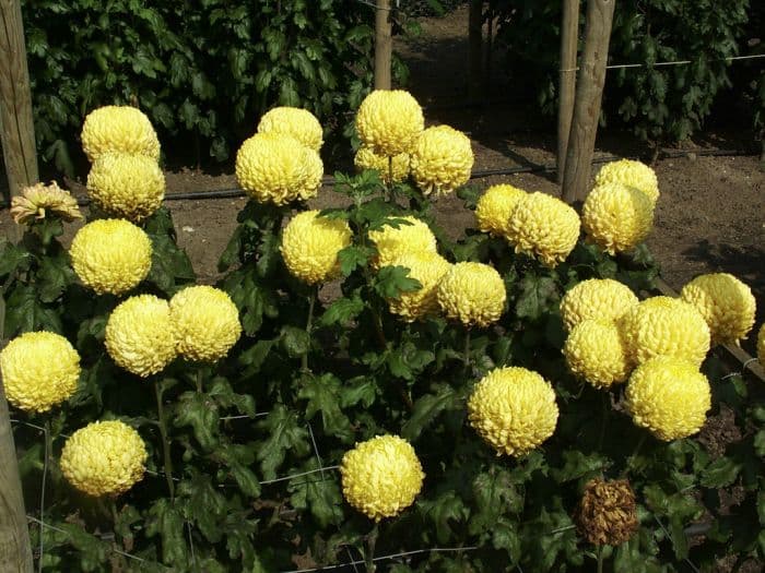 chrysanthemum 'Max Riley'