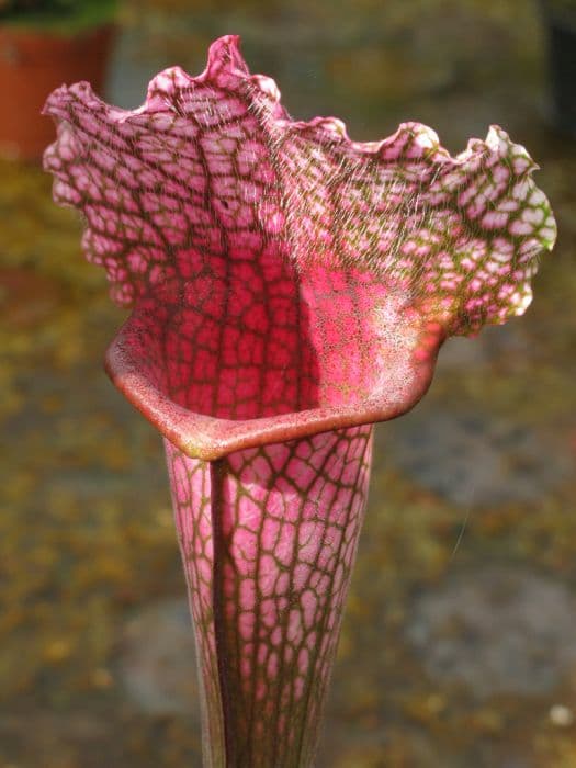 Mitchell's pitcher plant 'Juthatip Soper'