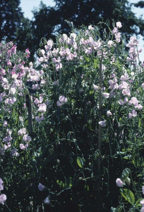 sweet pea 'Janet Scott'