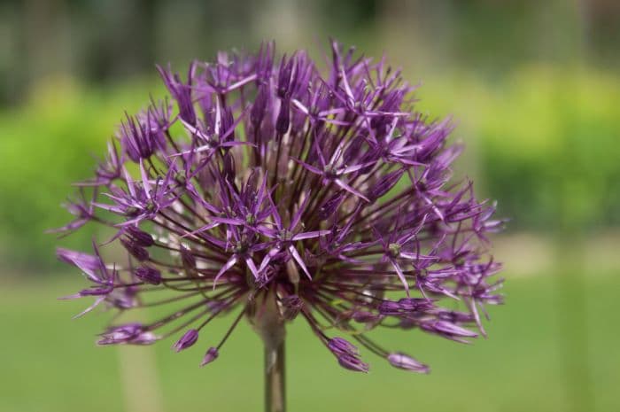 allium 'Purple Rain'