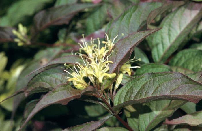 bush honeysuckle