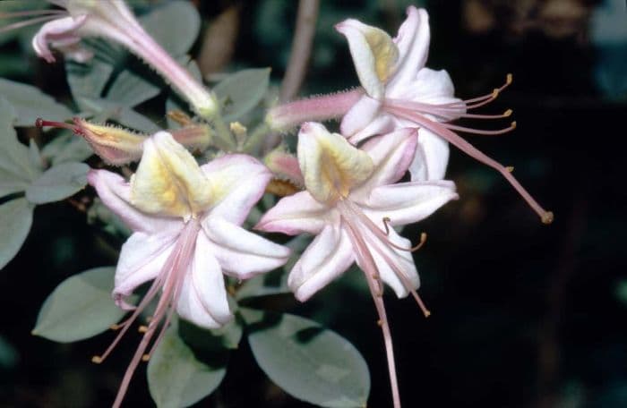 swamp azalea