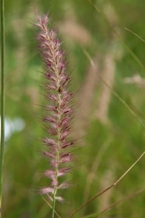 oriental fountain grass 'Shogun'