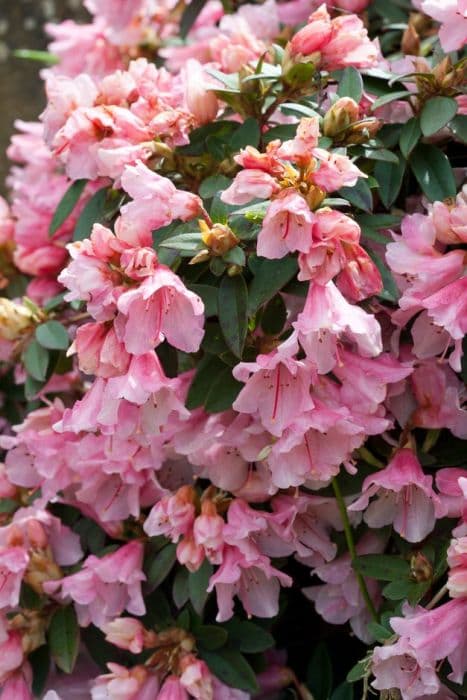 rhododendron 'Wee Bee'