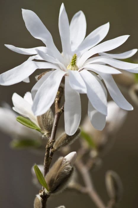 star magnolia 'Water Lily'