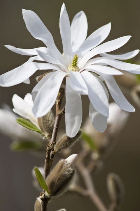 Star magnolia 'Water Lily'