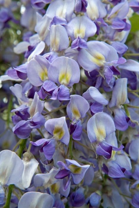Japanese wisteria 'Nana Richin's Purple'