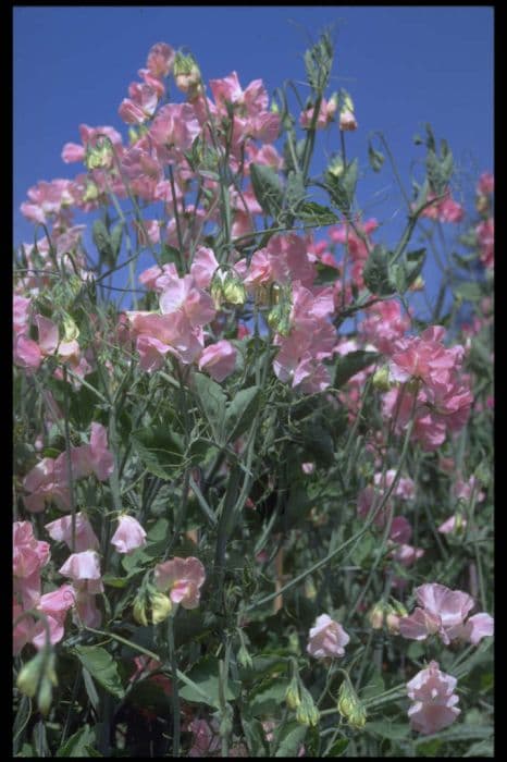 sweet pea 'Royal Flush'