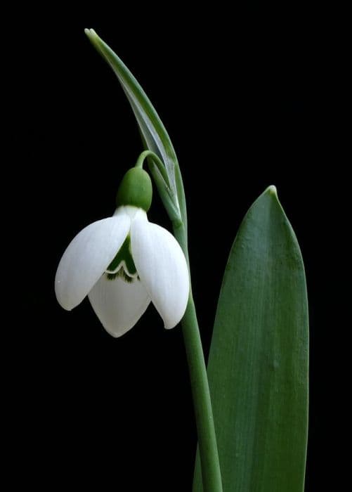 snowdrop 'Galadriel'