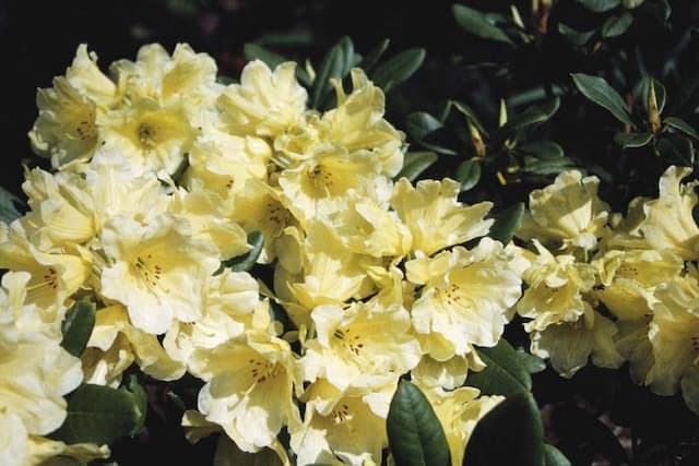 Rhododendron 'Hotei'