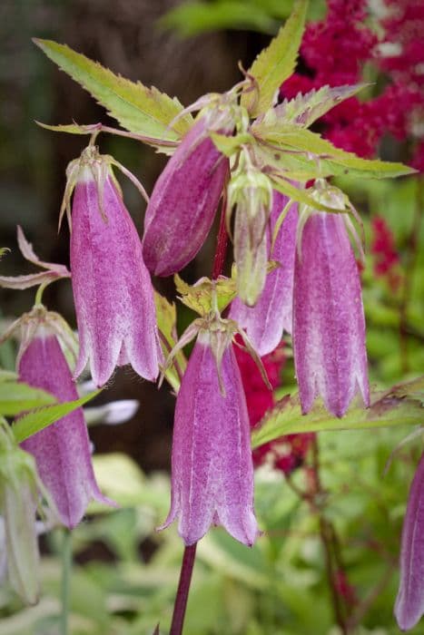 Long-flowered harebell (red-flowered form)