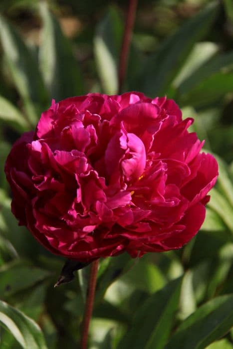 peony 'Karl Rosenfield'