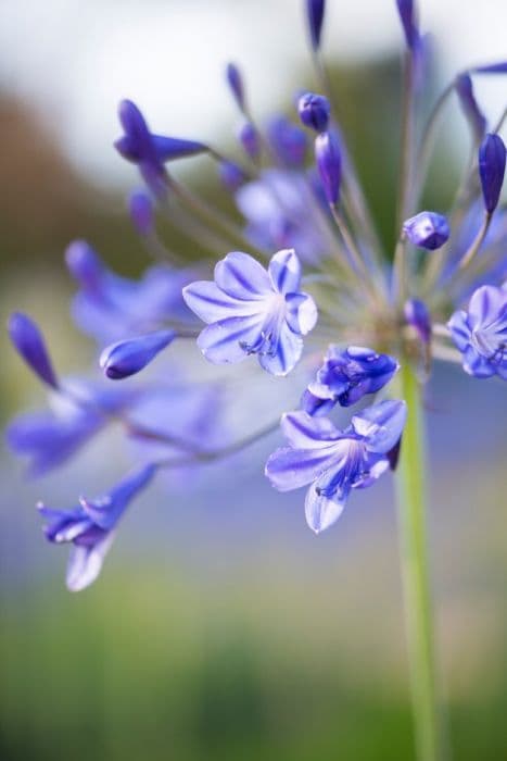 African lily 'Jacaranda'