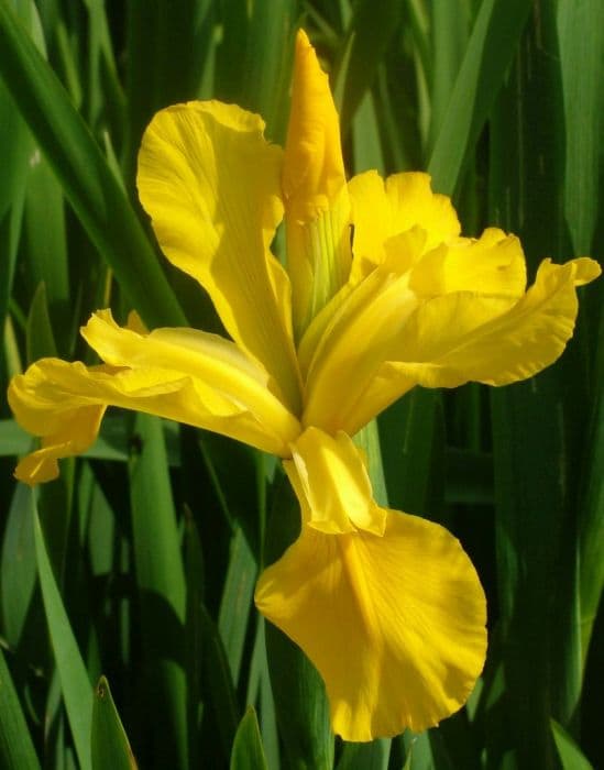 blue iris 'Hickory Leaves'