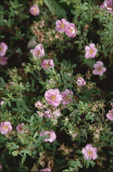 shrubby cinquefoil 'Floppy Disc'