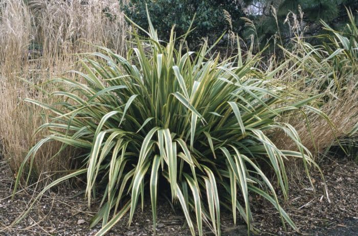 flax lily 'Duet'