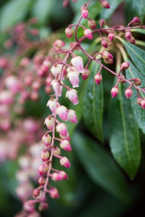 pieris 'Pink Delight'