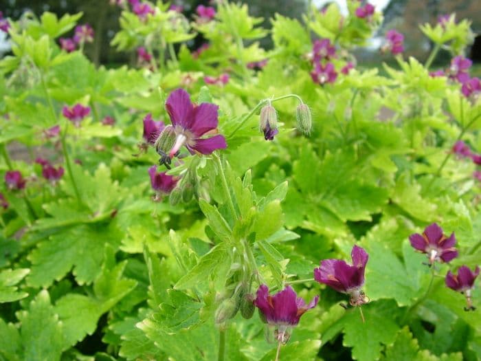 dusky cranesbill 'Golden Spring'