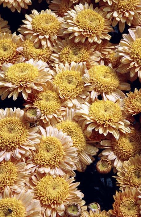 chrysanthemum 'Susan's Bonnet'