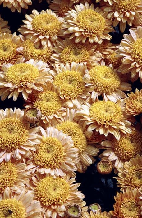 Chrysanthemum 'Susan's Bonnet'