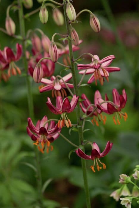 lily 'Russian Red'