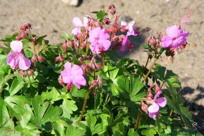 cranesbill 'Westray'