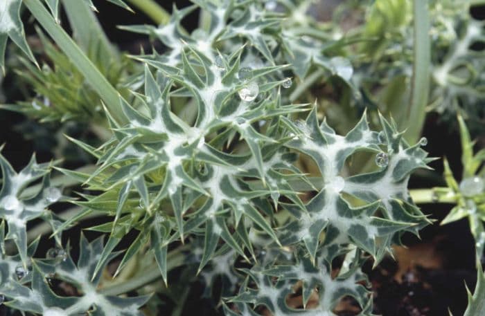 sea holly Graham Stuart Thomas's selection