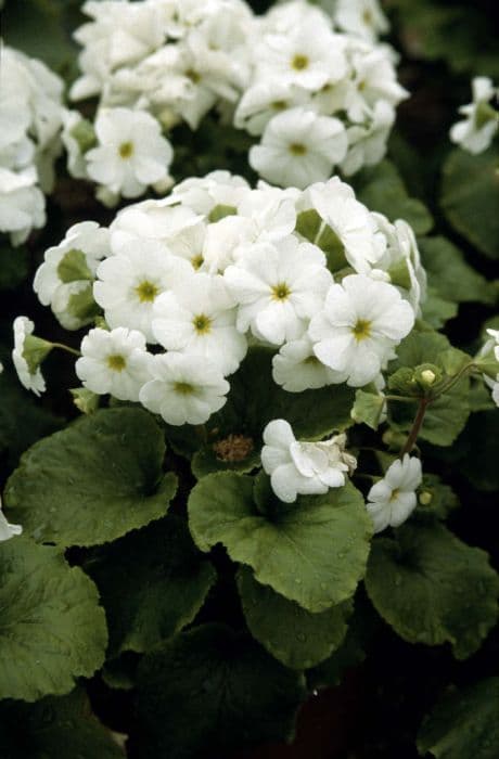 German primrose 'Libre White'
