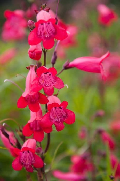 penstemon 'Schoenholzeri'