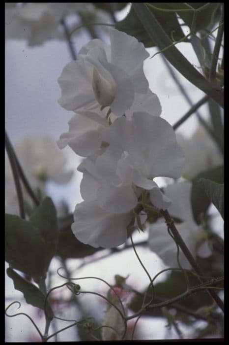 sweet pea 'Bert Boucher'