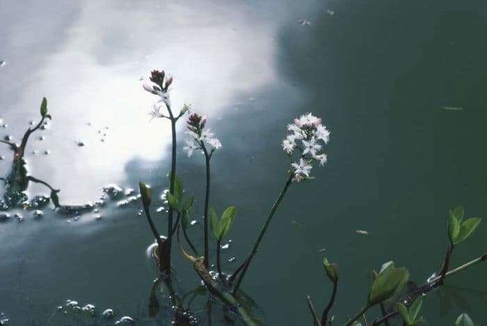 bogbean